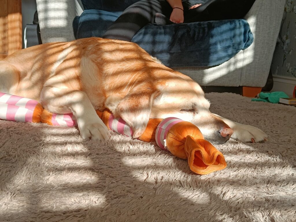 A golden Labrador asleep with a toy