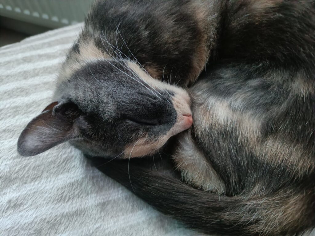 A grey cat curled up asleep